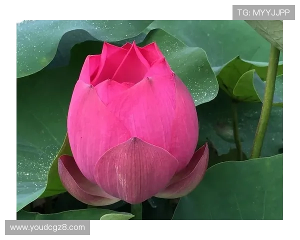 桑妮·雷奥妮:打破桎梏,绽放别样风情